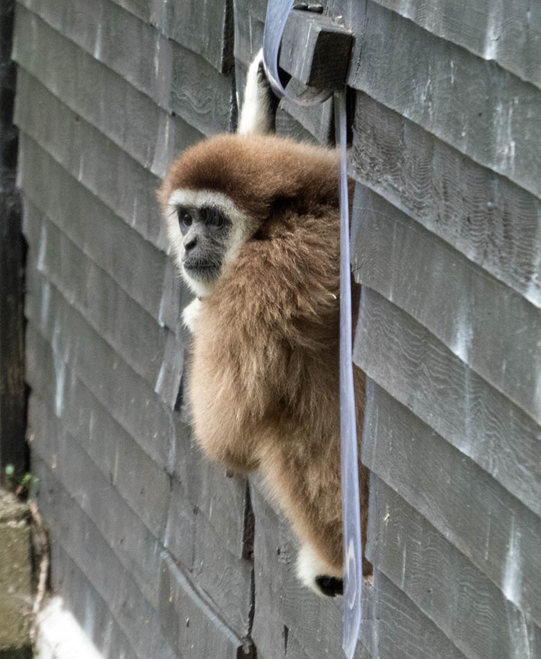 Weißhandgibbon-Männchen JUNIOR am 20. Juli 2019 am Ausgang am Gibbon-Haus im Wuppertaler Zoo