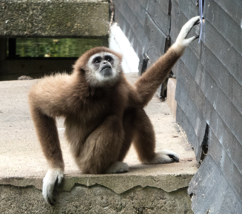 Weißhandgibbon-Männchen JUNIOR am 20. Juli 2019 am Ausgang am Gibbon-Haus im Zoo Wuppertal