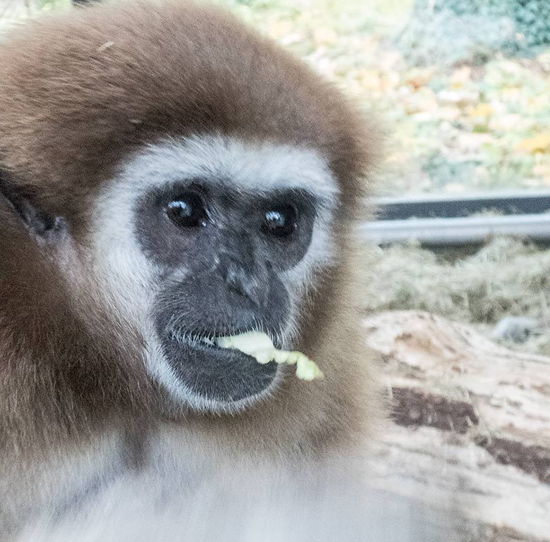 Weißhandgibbon-Weibchen FILOMENA am 11. November 2019 im Gibbon-Haus am Großen Teich im Zoologischen Garten Wuppertal