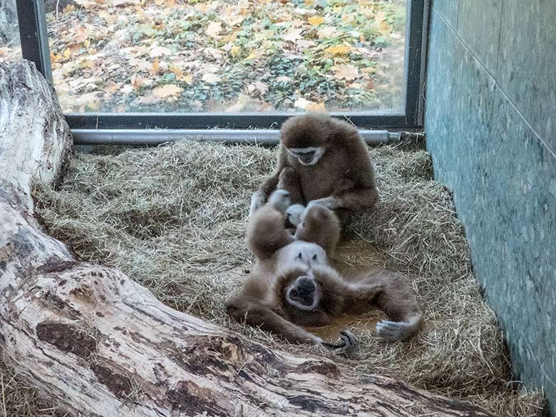 Weißhandgibbon-Weibchen FILOMENA (vorn) und Weißhandgibbon-Männchen JUNIOR (hinten) am 11. November 2019 im Gibbon-Haus am Großen Teich im Zoologischen Garten der Stadt Wuppertal
