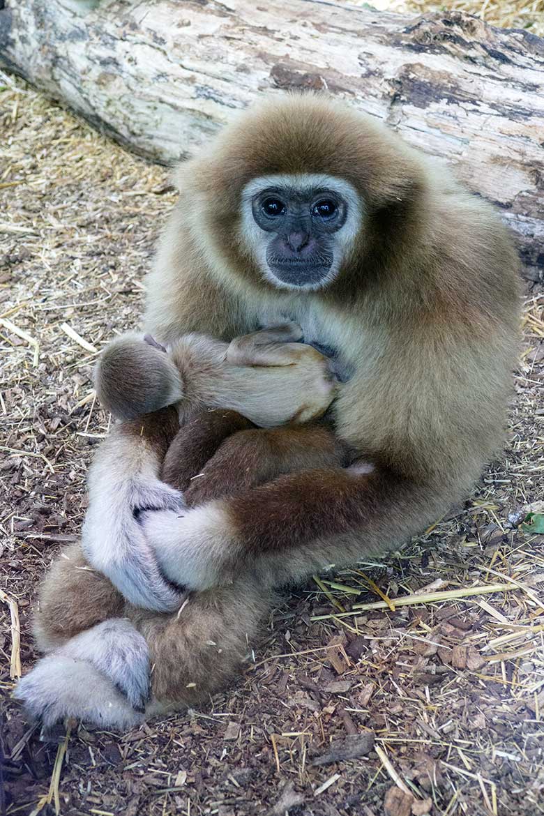 Männliches Weißhandgibbon-Jungtier KHAO mit seiner Mutter FILOMENA am 7. September 2020 im Gibbon-Haus am Großen Teich im Zoo Wuppertal