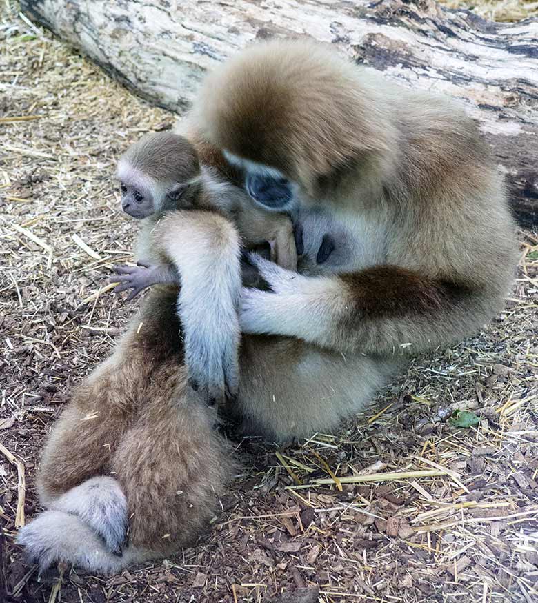 Männliches Weißhandgibbon-Jungtier KHAO mit seiner Mutter FILOMENA am 7. September 2020 im Gibbon-Haus am Großen Teich im Grünen Zoo Wuppertal