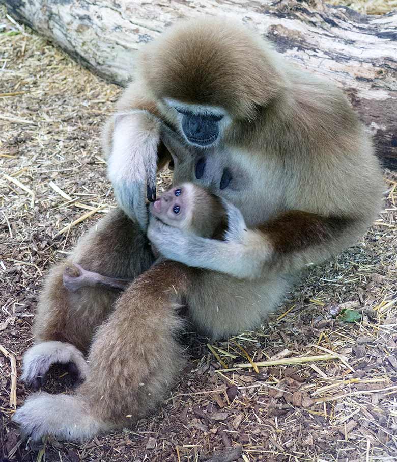 Männliches Weißhandgibbon-Jungtier KHAO mit seiner Mutter FILOMENA am 7. September 2020 im Gibbon-Haus am Großen Teich im Zoologischen Garten Wuppertal