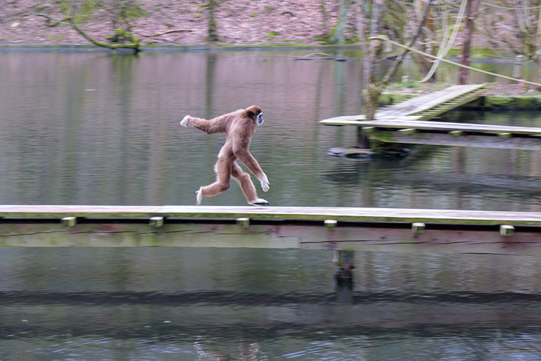 Männlicher Weißhandgibbon JUNIOR am 21. März 2021 auf dem Steg am Großen Teich am Gibbon-Haus im Grünen Zoo Wuppertal