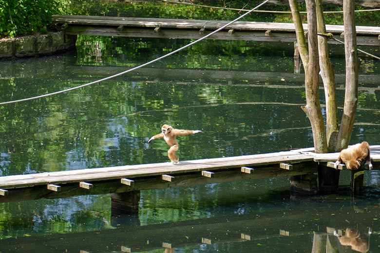 Männliches Weißhandgibbon-Jungtier KHAO und seine Weißhandgibbon-Mutter FILOMENA am 6. Juni 2022 auf dem Holzsteg am Großen Teich im Grünen Zoo Wuppertal