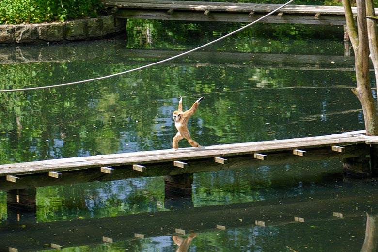 Männliches Weishandgibbon-Jungtier KHAO am 6. Juni 2022 auf dem Holzsteg am Großen Teich im Zoologischen Garten Wuppertal