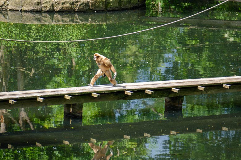 Weiblicher Weishandgibbon FILOMENA am 6. Juni 2022 auf dem Holzsteg am Großen Teich im Wuppertaler Zoo