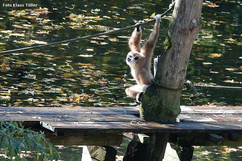 Weißhandgibbon-Jungtier KHAO am 16. Oktober 2022 auf dem Holzsteg der Außenanlage am Großen Teich im Grünen Zoo Wuppertal (Foto Klaus Tüller)