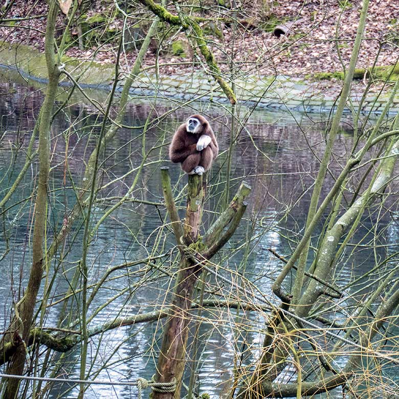 Männlicher Weißhandgibbon JUNIOR am 4. März 2023 auf der Insel im Großen Teich im Grünen Zoo Wuppertal