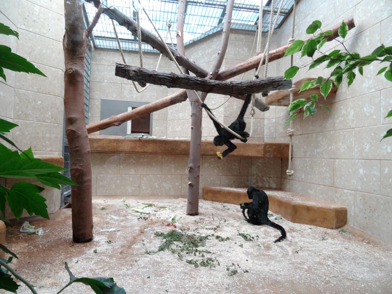 Zwei sogenannte Schwarze Klammeraffen am 25. August 2016 im ehemaligen Innengehege der Brillenlanguren im Affenhaus im Grünen Zoo Wuppertal