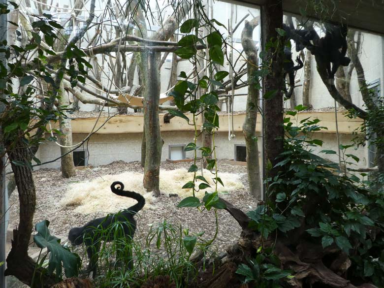 Schwarze Klammeraffen in der neu gestalteten Innenanlage  für Klammeraffen  am 30. Juni 2017 im Affenhaus im Zoologischen Garten der Stadt Wuppertal