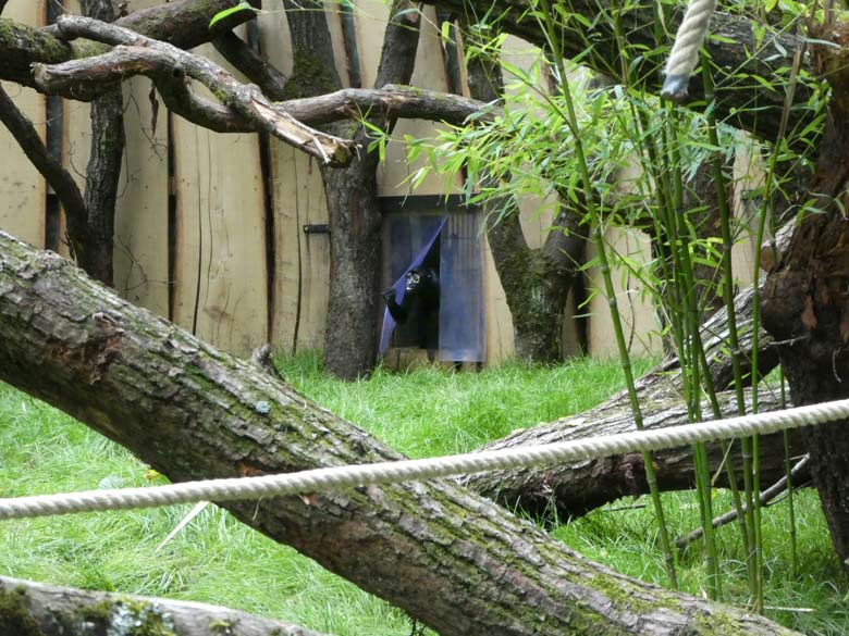 Ein junger Schwarzer Klammeraffe lugte am 3. Juli 2017 vorsichtig durch die Schutzlamellen auf die neue naturnah gestaltete Außenanlage am Affenhaus im Grünen Zoo Wuppertal