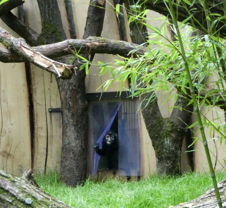 Schwarzer Klammeraffe am 3. Juli 2017 am Zugang auf die neue naturnah gestaltete Außenanlage am Affenhaus im Wuppertaler Zoo