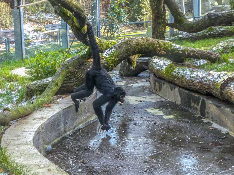 Vom Wuppertaler Zoo sogenannter Schwarzer Klammeraffe am 8. Februar 2018 auf der Außenanlage im Grünen Zoo Wuppertal