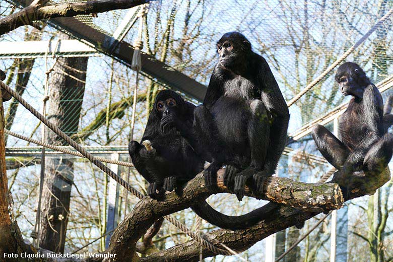 Schwarze Klameraffen am 26. Februar 2019 auf der Außenanlage am Affen-Haus im Zoo Wuppertal (Foto Claudia Böckstiegel-Wengler)