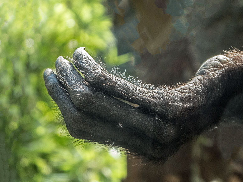 Finger eines Schwarzen Klammeraffen am 24. August 2019 im Grünen Zoo Wuppertal
