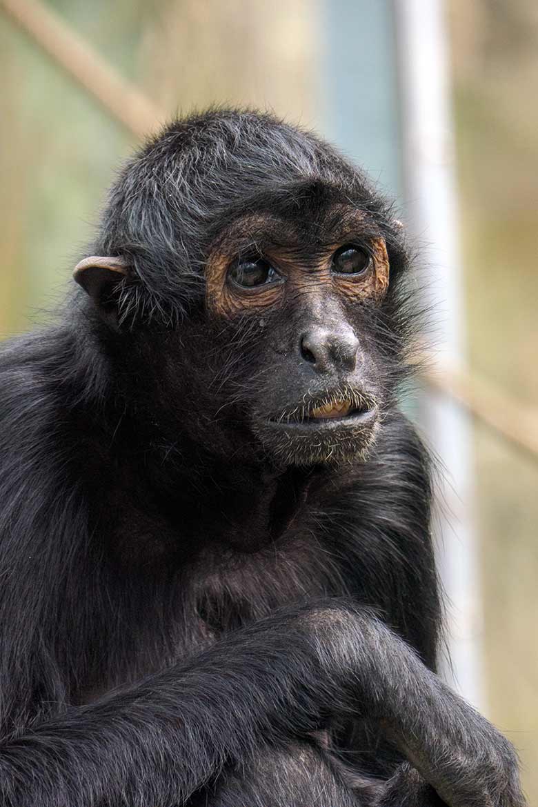 Schwarzer Klammeraffe am 25. März 2021 auf der Außenanlage am Affen-Haus im Zoologischen Garten Wuppertal