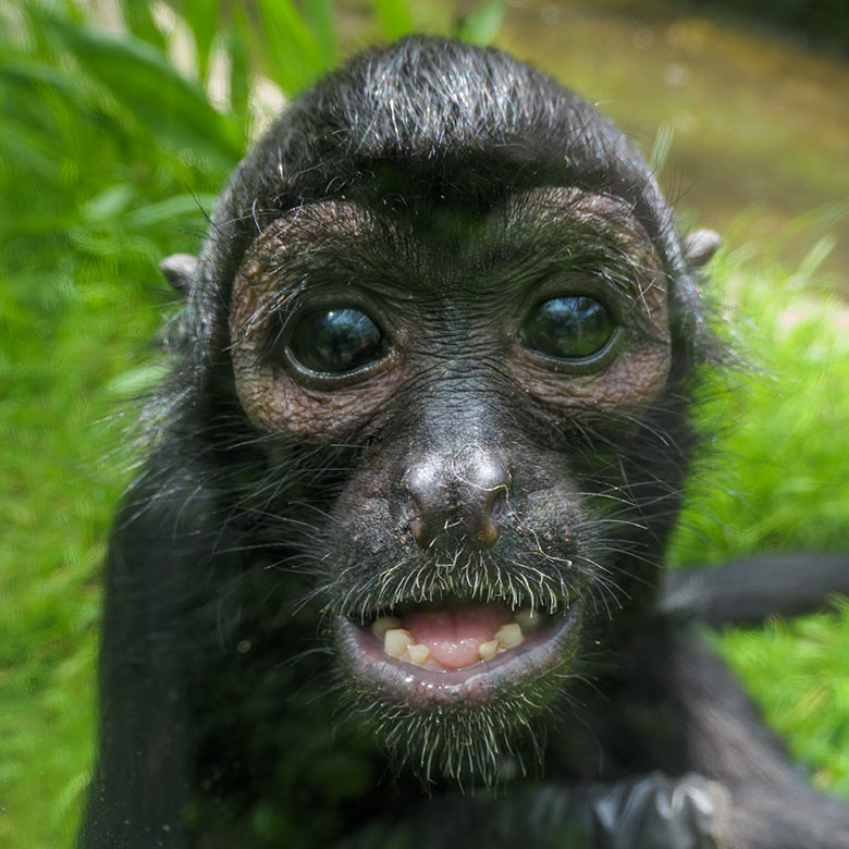 Weiblicher Schwarzer Klammeraffe SHIRA am 14. Mai 2021 in der Außenanlage am Affen-Haus im Grünen Zoo Wuppertal