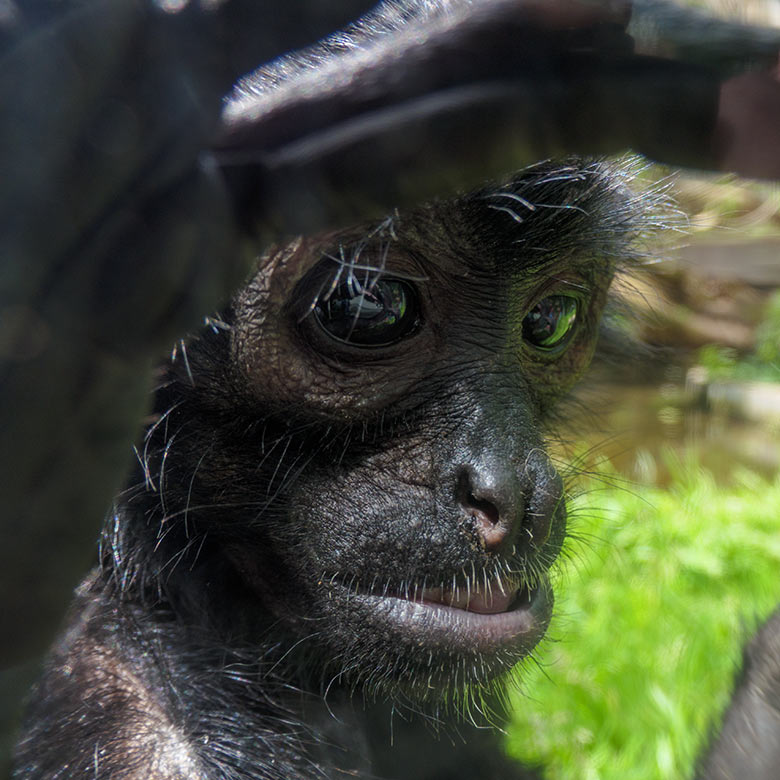 Weiblicher Schwarzer Klammeraffe SHIRA am 14. Mai 2021 in der Außenanlage am Affen-Haus im Wuppertaler Zoo