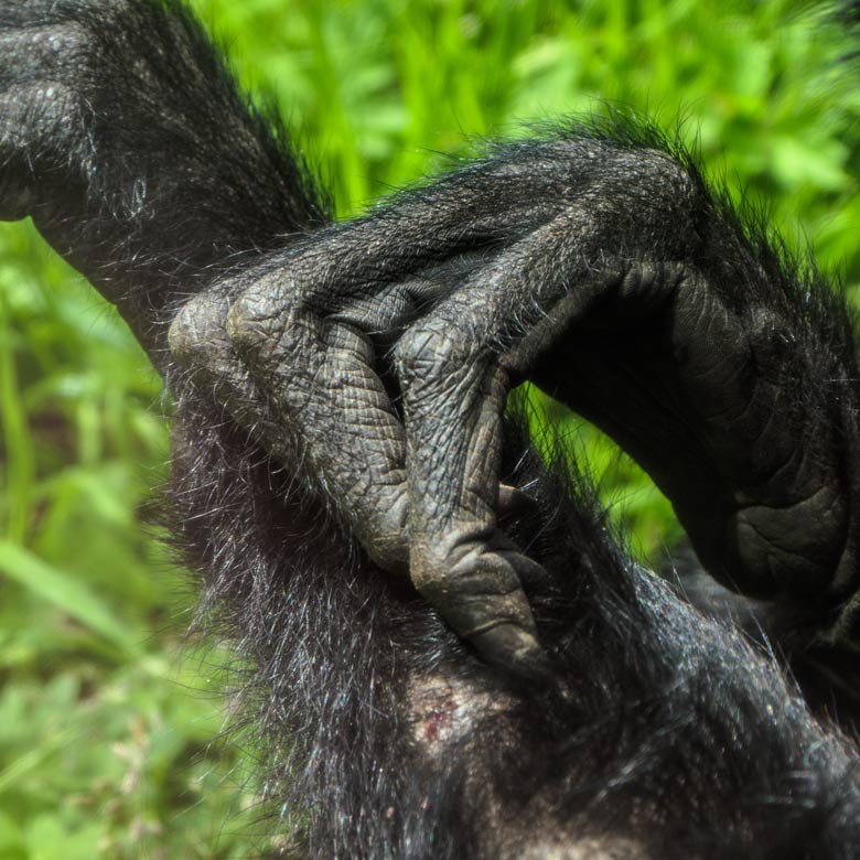 Finger des Schwarzen Klammeraffen SHIRA am 14. Mai 2021 in der Außenanlage am Affen-Haus im Zoo Wuppertal