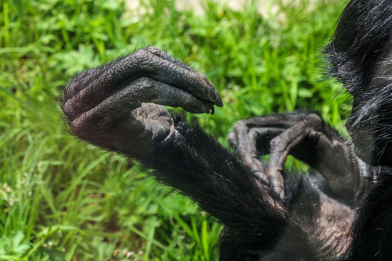 Finger des Schwarzen Klammeraffen SHIRA am 14. Mai 2021 in der Außenanlage am Affen-Haus im Grünen Zoo Wuppertal