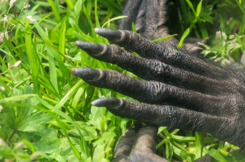Finger des Schwarzen Klammeraffen SHIRA am 14. Mai 2021 in der Außenanlage am Affen-Haus im Zoologischen Garten Wuppertal