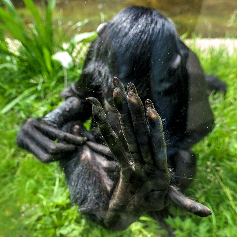Finger des Schwarzen Klammeraffen SHIRA am 14. Mai 2021 in der Außenanlage am Affen-Haus im Wuppertaler Zoo