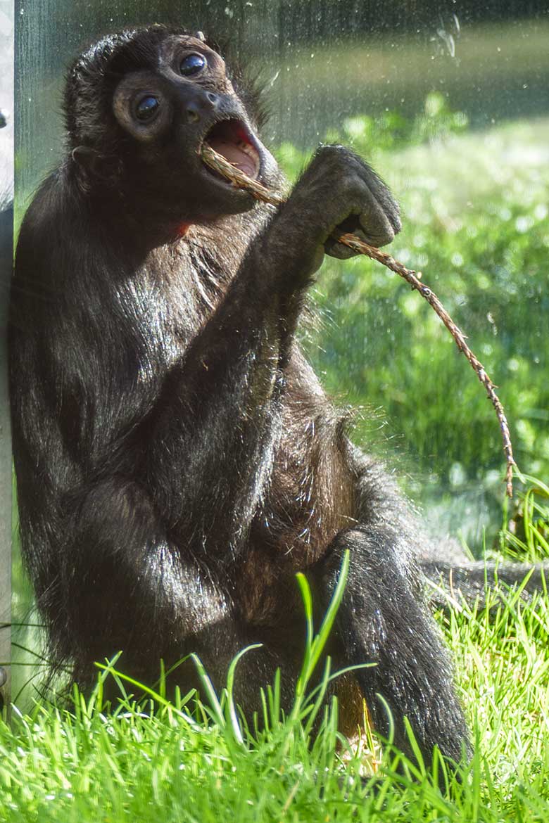 Schwarzer Klammeraffe am 23. Februar 2022 in der Außenanlage am Affen-Haus im Wuppertaler Zoo