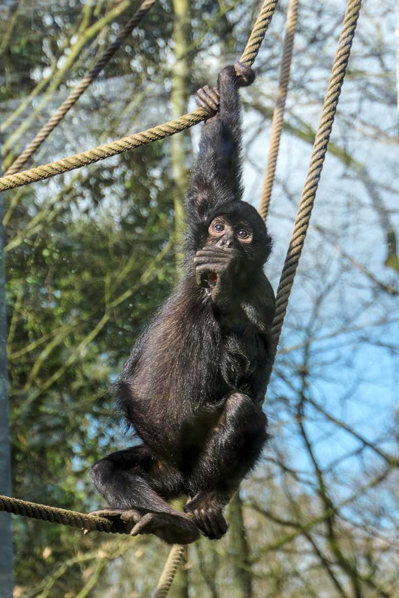 Schwarzer Klammeraffe am 26. Februar 2022 auf der Außenanlage am Affen-Haus im Grünen Zoo Wuppertal