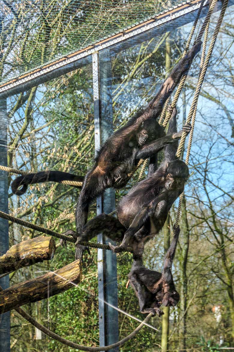 Schwarze Klammeraffen am 26. Februar 2022 auf der Außenanlage am Affen-Haus im Wuppertaler Zoo