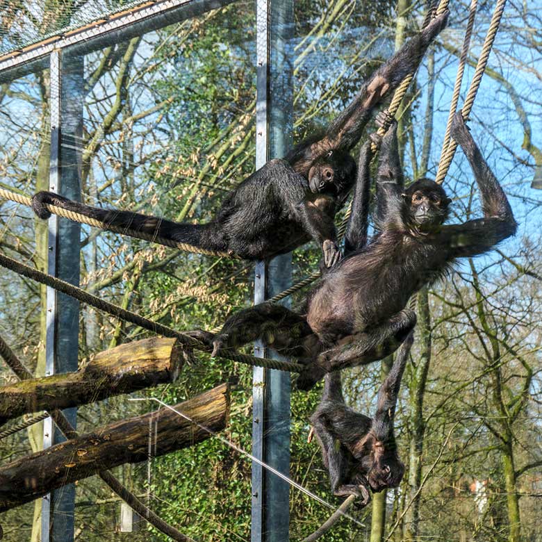 Schwarze Klammeraffen am 26. Februar 2022 auf der Außenanlage am Affen-Haus im Grünen Zoo Wuppertal