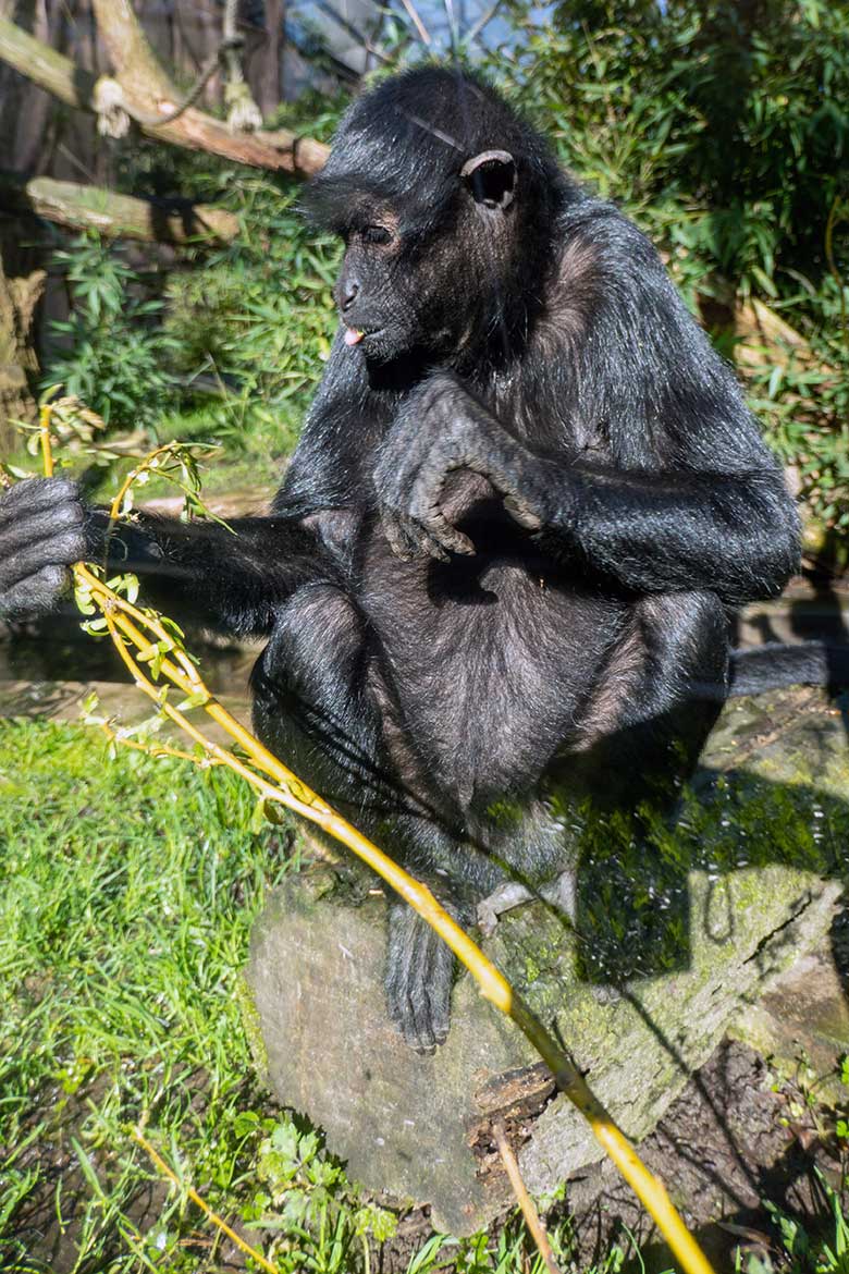 Weiblicher Schwarzer Klammeraffe am 5. April 2023 auf der Außenanlage am Affen-Haus im Grünen Zoo Wuppertal
