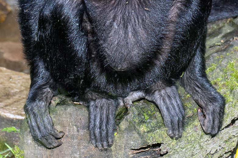 Rechte Hand, rechter Fuß, linker Fuß und linke Hand eines weiblichen Schwarzen Klammeraffen am 5. April 2023 auf der Außenanlage am Affen-Haus im Wuppertaler Zoo