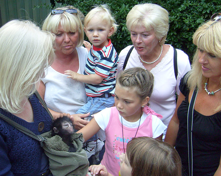 Junger Schwarzer Klammeraffe im Wuppertaler Zoo im August 2008