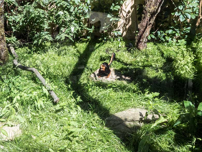 Goldkopf-Löwenäffchen am 26. Juni 2020 in der Außenanlage am Affen-Haus im Zoo Wuppertal