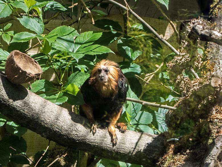 Goldkopf-Löwenäffchen am 11. Juli 2020 auf der Außenanlage am Affen-Haus im Wuppertaler Zoo
