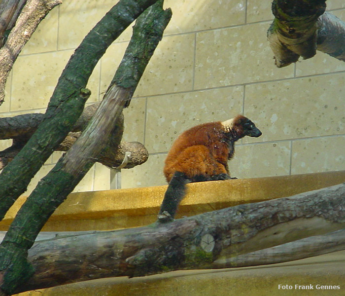 Roter Vari im Wuppertaler Zoo im April 2004 (Foto Frank Gennes)