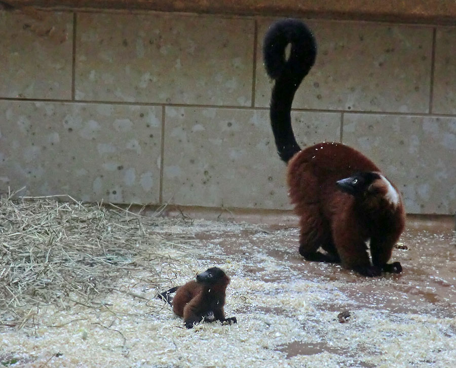 Roter Vari mit Jungtier im Zoologischen Garten Wuppertal im Mai 2014