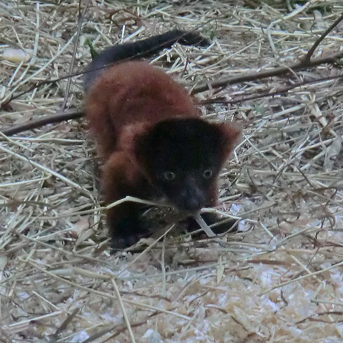 Roter Vari Jungtier im Wuppertaler Zoo im Mai 2014