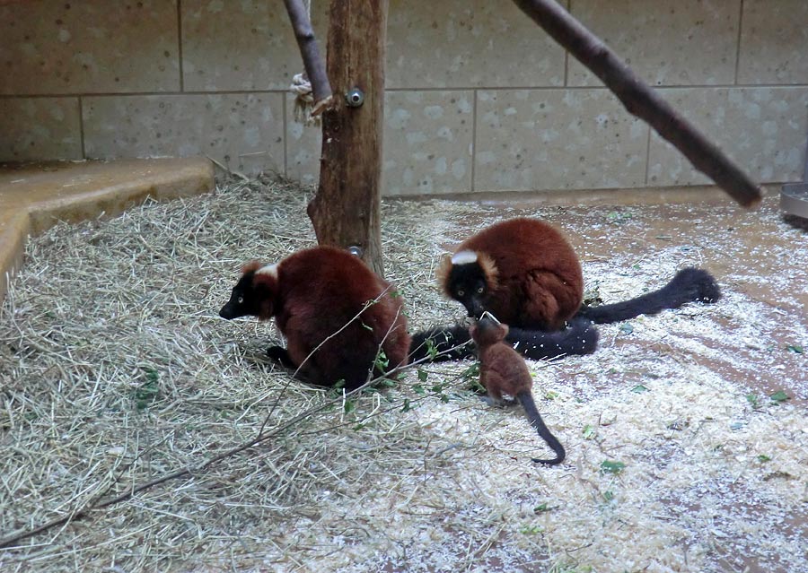 Rote Varis mit Jungtier im Zoologischen Garten Wuppertal im Mai 2014