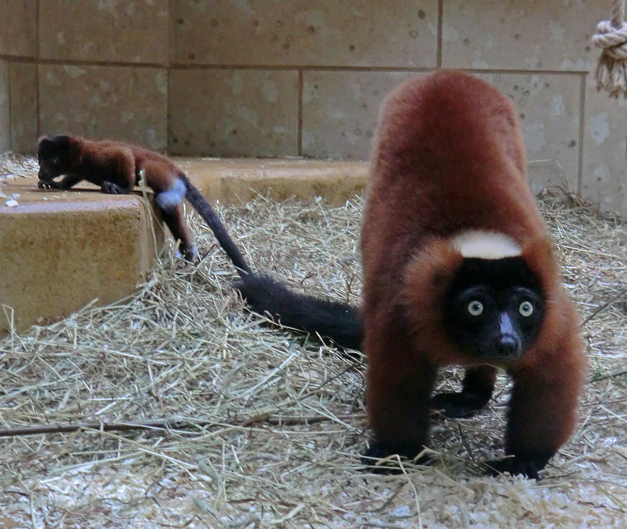 Roter Vari und Jungtier im Wuppertaler Zoo im Mai 2014