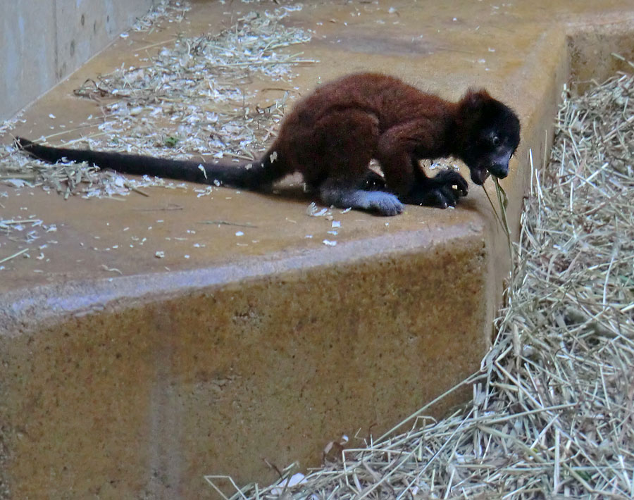 Roter Vari Jungtier im Zoo Wuppertal im Mai 2014