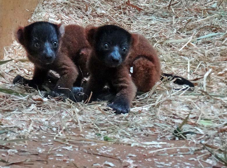 Die beiden am 11. Mai 2016 geborenen Jungtiere bei den Roten Varis am 28. Mai 2016 im Affenhaus im Zoologischen Garten der Stadt Wuppertal