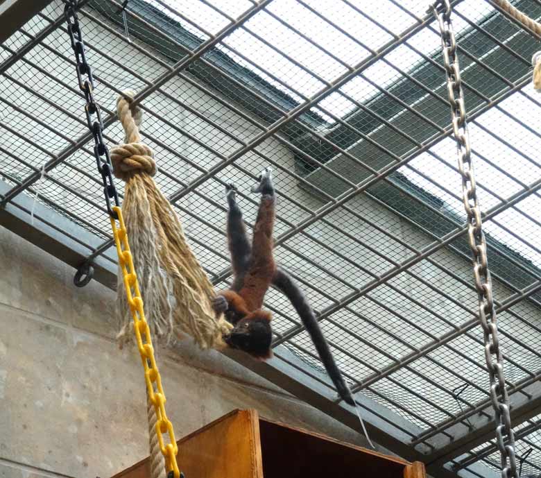 Roter Vari Jungtier am 14. Mai 2017 im Affenhaus im Wuppertaler Zoo