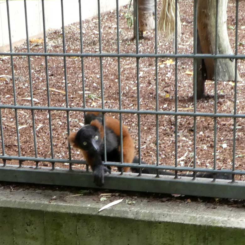 Roter Vari-Jungtier am 25. Juni 2017 in der Außenanlage im Wuppertaler Zoo