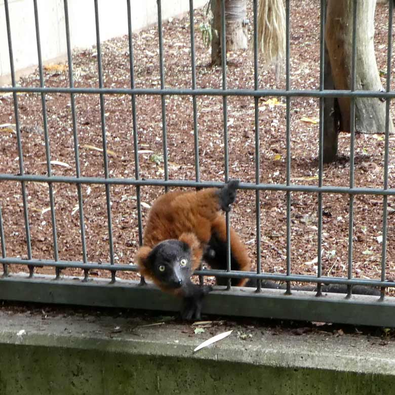 Roter Vari-Jungtier am 25. Juni 2017 an der Außenanlage im Grünen Zoo Wuppertal