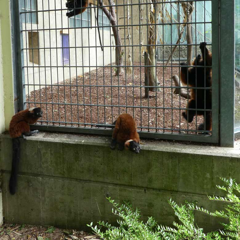 Roter Vari-Jungtiere am 25. Juni 2017 außerhalb der Außenanlage im Zoo Wuppertal