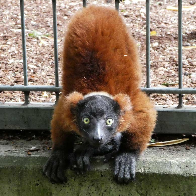 Roter Vari-Jungtier am 25. Juni 2017 außerhalb der Außenanlage im Zoologischen Garten der Stadt Wuppertal