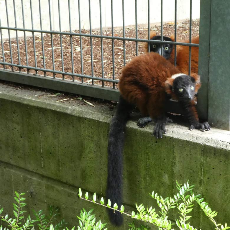 Roter Vari-Jungtier am 25. Juni 2017 außerhalb der Außenanlage im Wuppertaler Zoo
