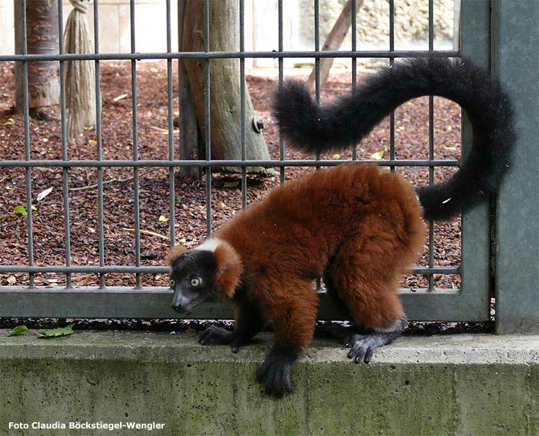 Roter Vari am 26. Juli 2017 außerhalb des Außengeheges am Affen-Haus im Grünen Zoo Wuppertal (Foto Claudia Böckstiegel-Wengler)